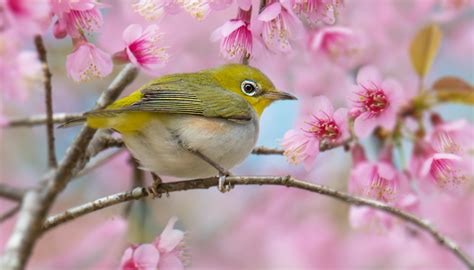 鳥 庭|「野鳥を呼ぶ庭」を作ろう。5つのポイント